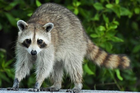 Wildlife | Appalachian Trail Conservancy