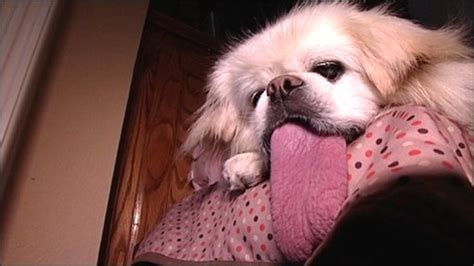 CBBC - Newsround - Dog with world's longest tongue!