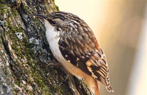 Brown Creeper | Brown Creeper: Small, tree-clinging bird wit… | Flickr