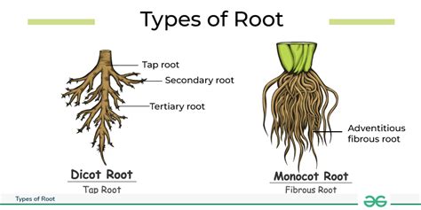 Tap Root Diagram - Types and Examples - GeeksforGeeks