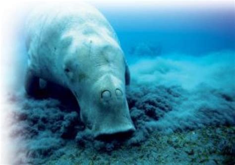 Dugong Information and Picture | Sea Animals