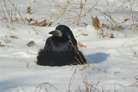 Raven on a Snow Background, Closeup Stock Image - Image of natural ...