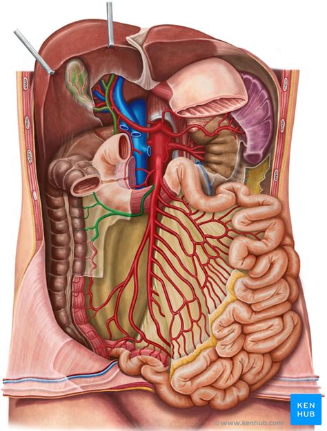 Colon - Anatomy, Histology, Composition, Function | Kenhub