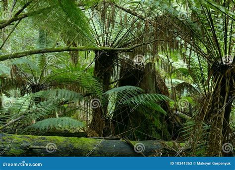 Wild tree-fern forest stock image. Image of forest, fine - 10341363