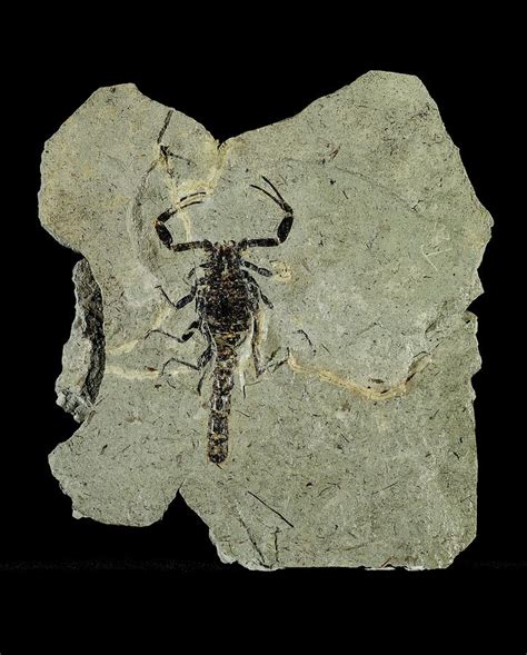 Gallio Scorpion Fossil Photograph by Gilles Mermet - Fine Art America