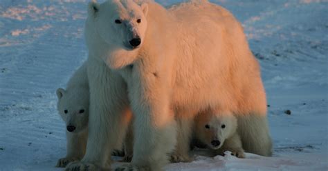 Sys Nica: For Hudson Bay Polar Bears, The End is Already in Sight