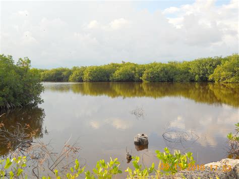 Taking Belize: Photo of the Week - Belize Mangrove Swamps