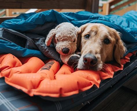 Best Inflatable Dog Bed – Backpacking / Travelling Dog Beds!