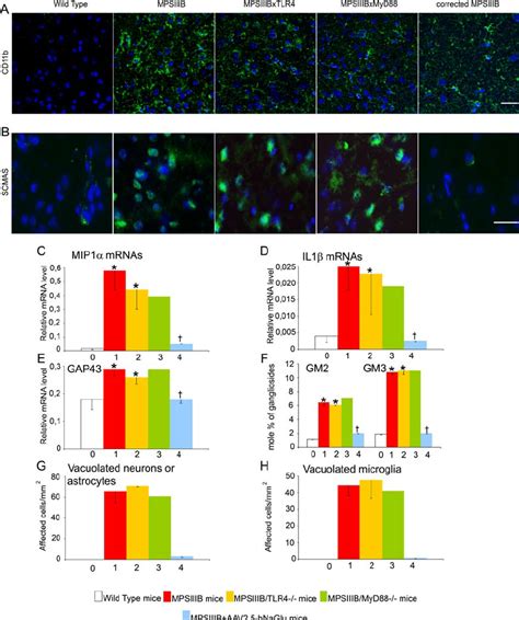 Microglial cell activation and pathology markers in the brain at 8... | Download Scientific Diagram