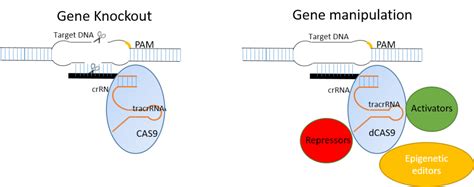 Overview of CRISPR/Cas9 systems | Duke Viral Vector Core