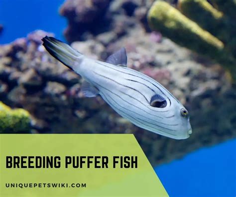 Breeding Puffer Fish (Aquarium Puffer Breeding Guide)