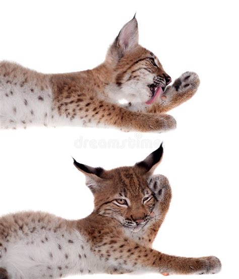 Eurasian Lynx cub on white stock photo. Image of mammal - 76597658