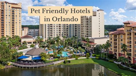 9 Top Pet Friendly Hotels in Orlando, FL: Your Dog's Favorite Stay