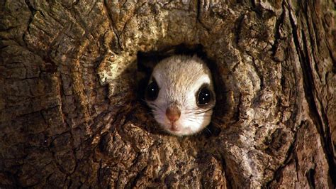 Japanese Squirrel Wallpapers - Wallpaper Cave