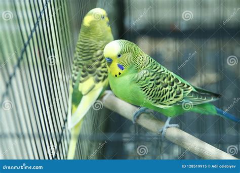 Green Parrot in the Cage . Budgie . Parakeets . Green Wavy Parrot Sits in a Cage . Rosy Faced ...