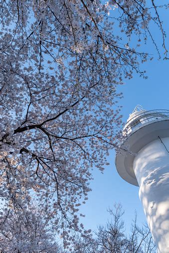 Cherry Blossoms In Full Bloom And A Lighthouse Toyama Prefecture Stock ...