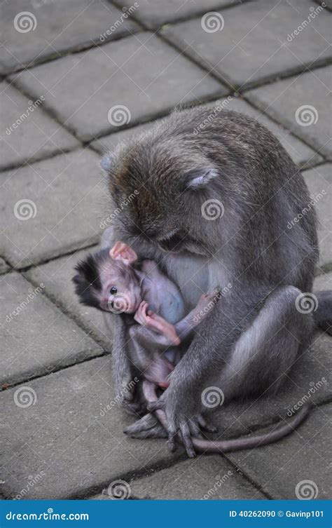 Monkey Nursing Baby Infant Monkey Stock Photo - Image of paving, baby ...