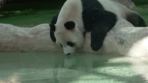 A tour to the panda house at Al Khor Park in Qatar - YouTube