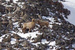 10 Bighorn sheep hunting tips [know before you go!] | N1 Outdoors