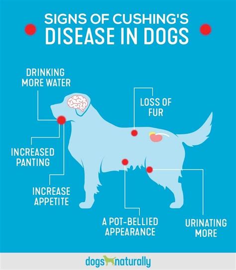 cushing's disease in dogs | Cushings disease dogs, Cushing disease, Heart disease prevention