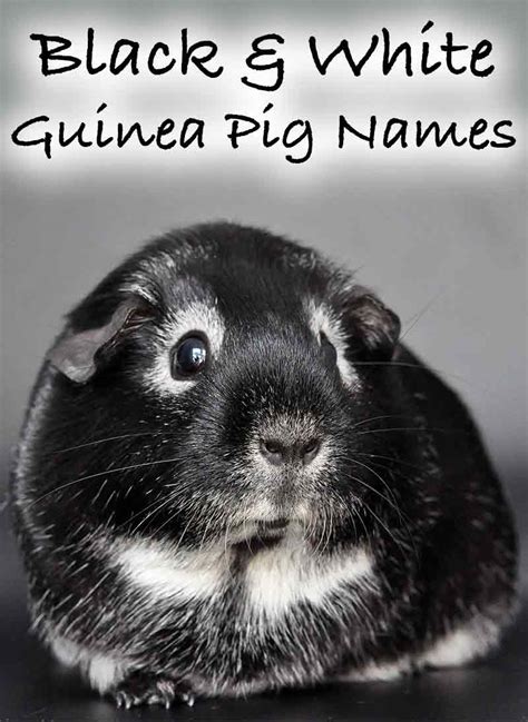 Black And White Guinea Pig Names - 250 Awesome Idea