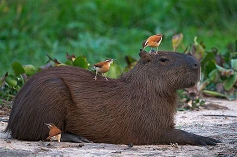 And clearly, these birds have chosen this capybara as their leader ...