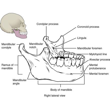 Image | Radiopaedia.org