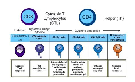 Types Of T Cells