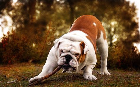 🔥 [50+] Bulldog Wallpapers for Computers | WallpaperSafari