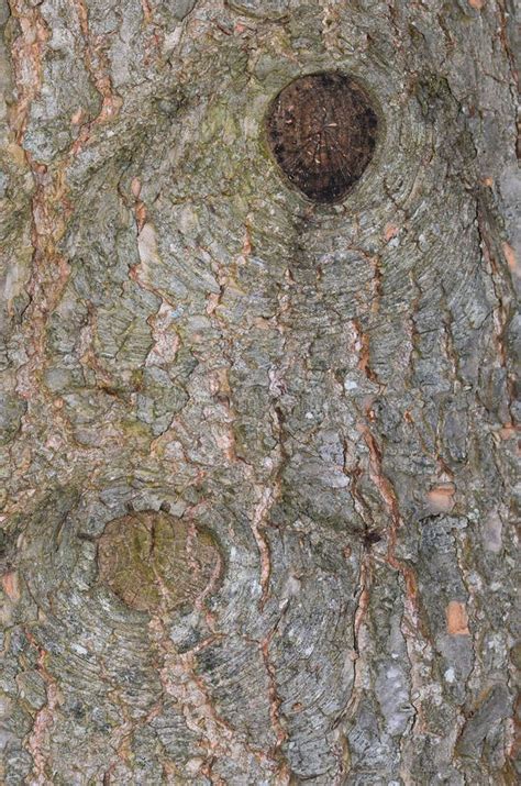 Hemlock Tree Bark with Knots Stock Photo - Image of tree, wood: 36857948