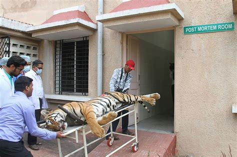 Hunter Who Killed Man-Eating Tiger in India Broke Laws, Officials Say - The New York Times