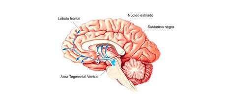 El área tegmental ventral, anatomía y función