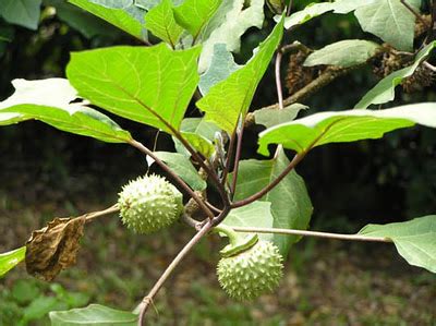 Khasiat Pokok Kecubung | SukaHati.net