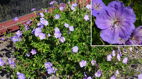 Geranium Rozanne – Karin's Garden