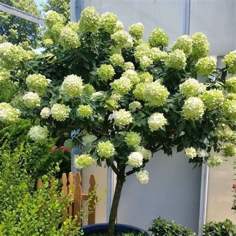 Limelight Panicle Hydrangea Tree | Hydrangea tree, Limelight hydrangea, Hydrangea