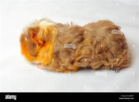 One guinea pig merino on white background Stock Photo - Alamy