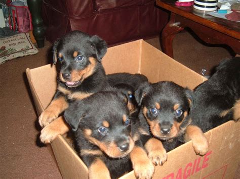 Cute Puppy Dogs: Rottweiler puppies