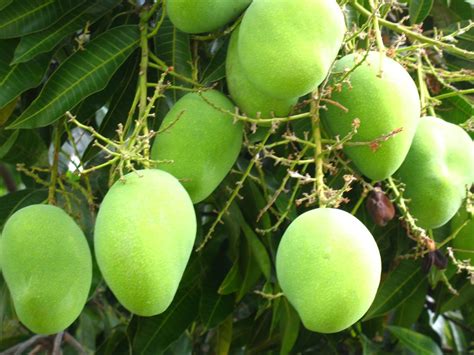 FORESTRY - LEARNING: MANGO TREE is an excellent source of vitamins A and C