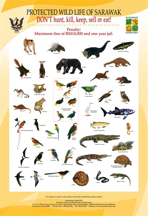 Rainforest Animals List - Printable Templates Protal