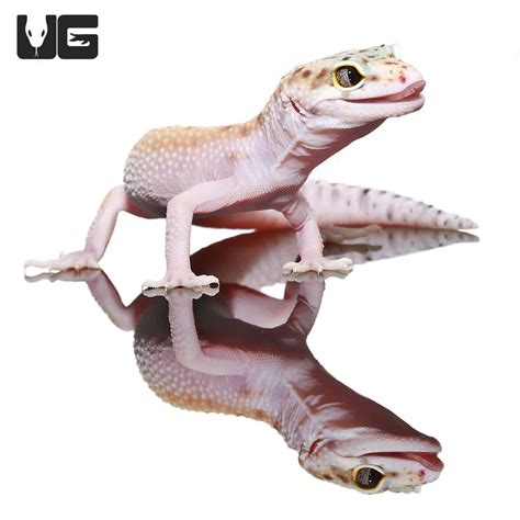 Female Bells Albino Snake Eyes Leopard Gecko (Eublepharis macularius) For Sale - Underground ...