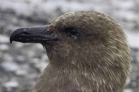 Brown skua (Stercorarius antarctica) | Brown skua (Stercorar… | Flickr