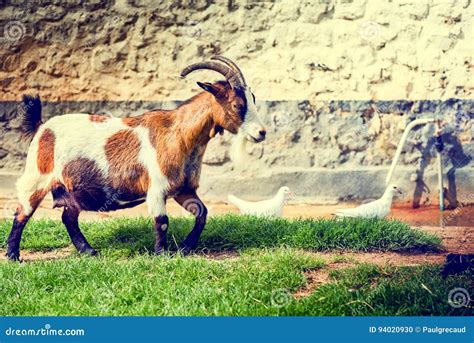 Farm Landscape with Grazing Goat. Agriculture Background Stock Photo - Image of domestic, land ...