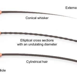 Schematic of different shapes of animal whisker interacting with an ...