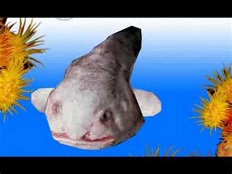 Blobfish Swimming - YouTube