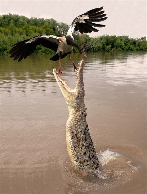 Darwin, Northern Territory Saltwater Crocodile | JuzaPhoto