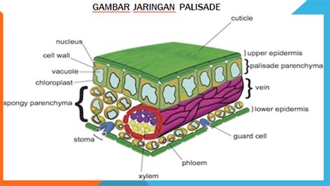 Jaringan Palisade Pada Daun Mempunyai Fungsi - Homecare24