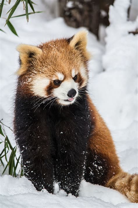 Snowy Red Panda | Red panda, Panda in snow, Red panda baby