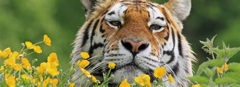 Longleat | Discover Animals