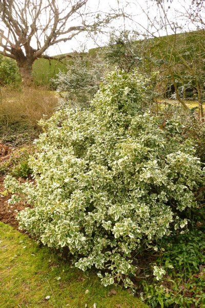 Euonymus fortunei ‘Emerald Gaiety’ – Plants – Oak Leaf Gardening