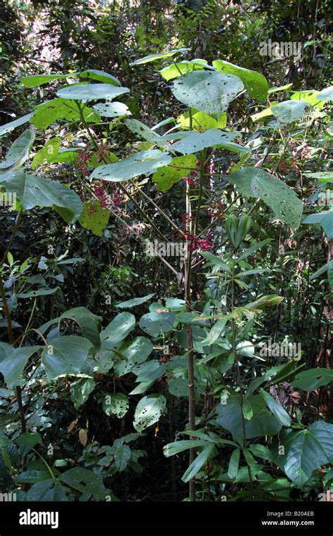 Gympie gympie stinging tree hi-res stock photography and images - Alamy